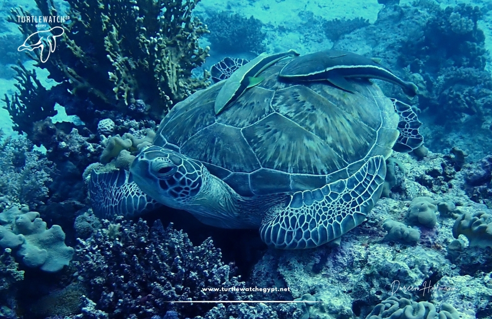 www.turtlewatchegypt.net (8.5 x 5 cm) – 2026-07-21T113755.992