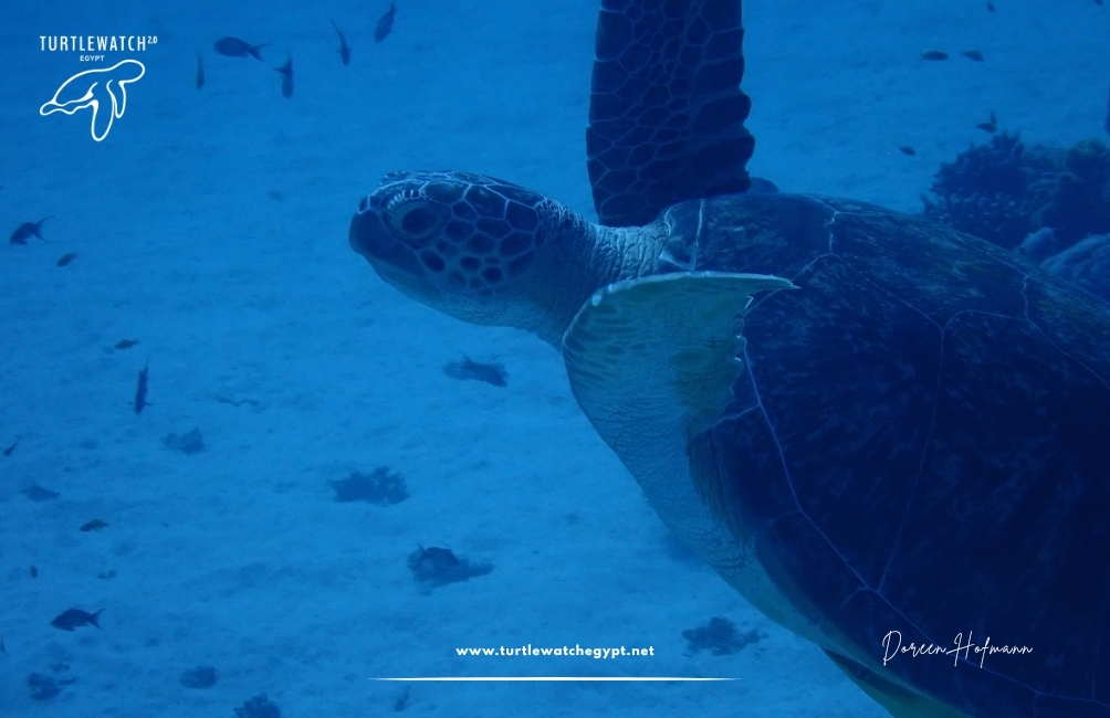 www.turtlewatchegypt.net (8.5 x 5 cm) – 2026-07-21T114357.212