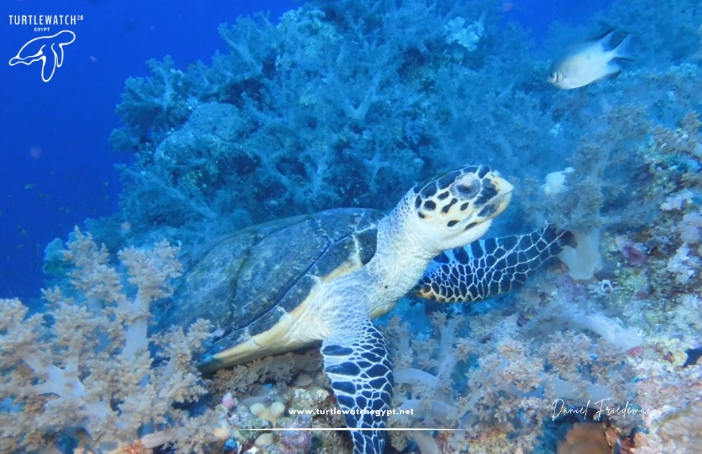 www.turtlewatchegypt.net (8.5 x 5 cm) – 2026-08-10T162828.363