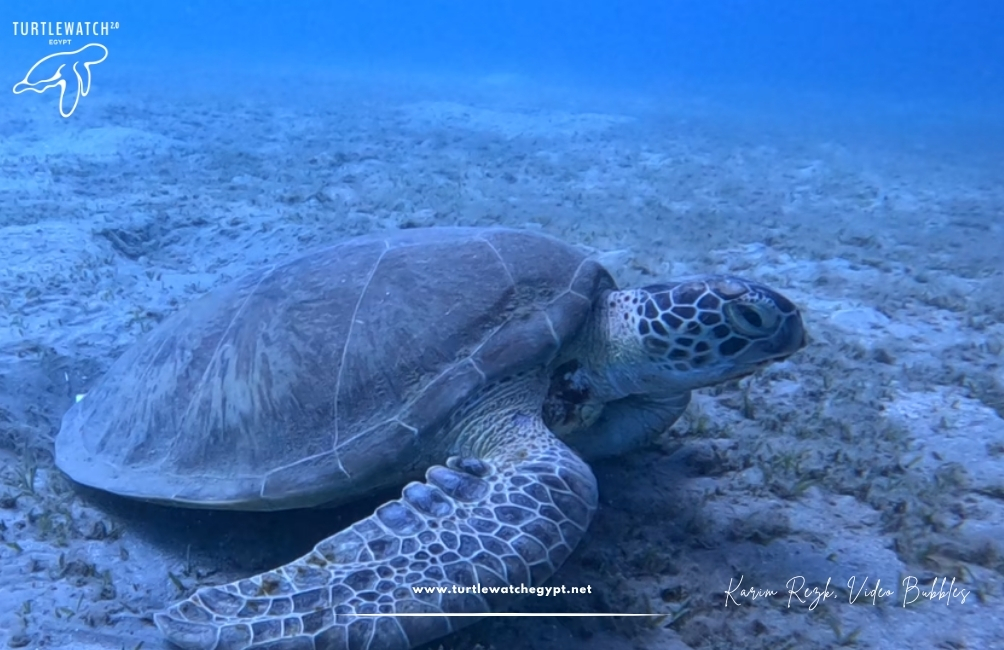 www.turtlewatchegypt.net (8.5 x 5 cm) (5)