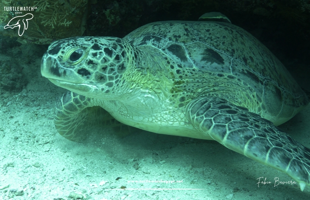 www.turtlewatchegypt.net (8.5 x 5 cm) (91)