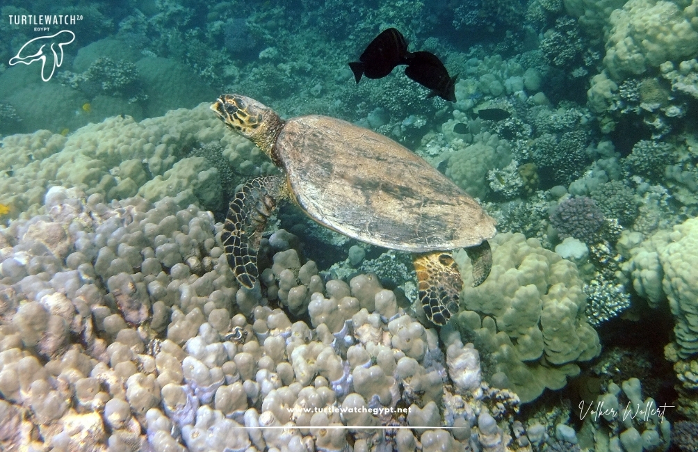 www.turtlewatchegypt.net (8.5 x 5 cm) (93)