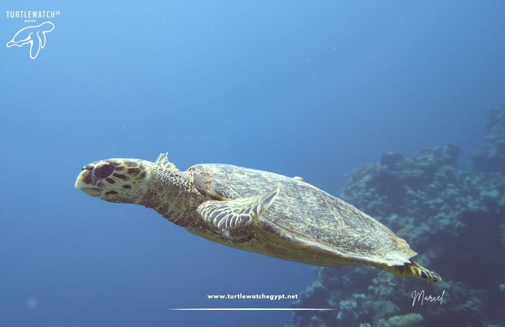 www.turtlewatchegypt.net (8.5 x 5 cm) (12)