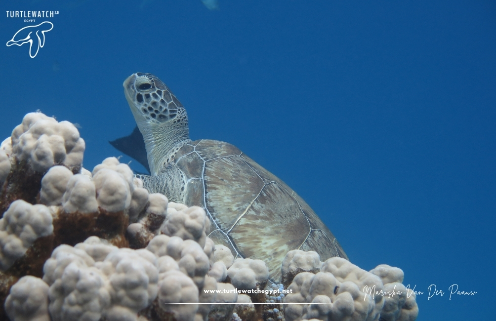 www.turtlewatchegypt.net (8.5 x 5 cm) (13)