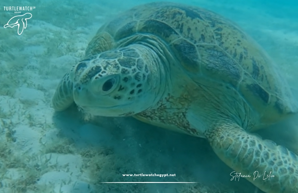 www.turtlewatchegypt.net (8.5 x 5 cm) (15)