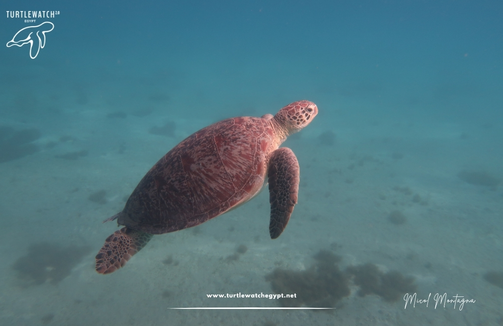 www.turtlewatchegypt.net (8.5 x 5 cm) (5)