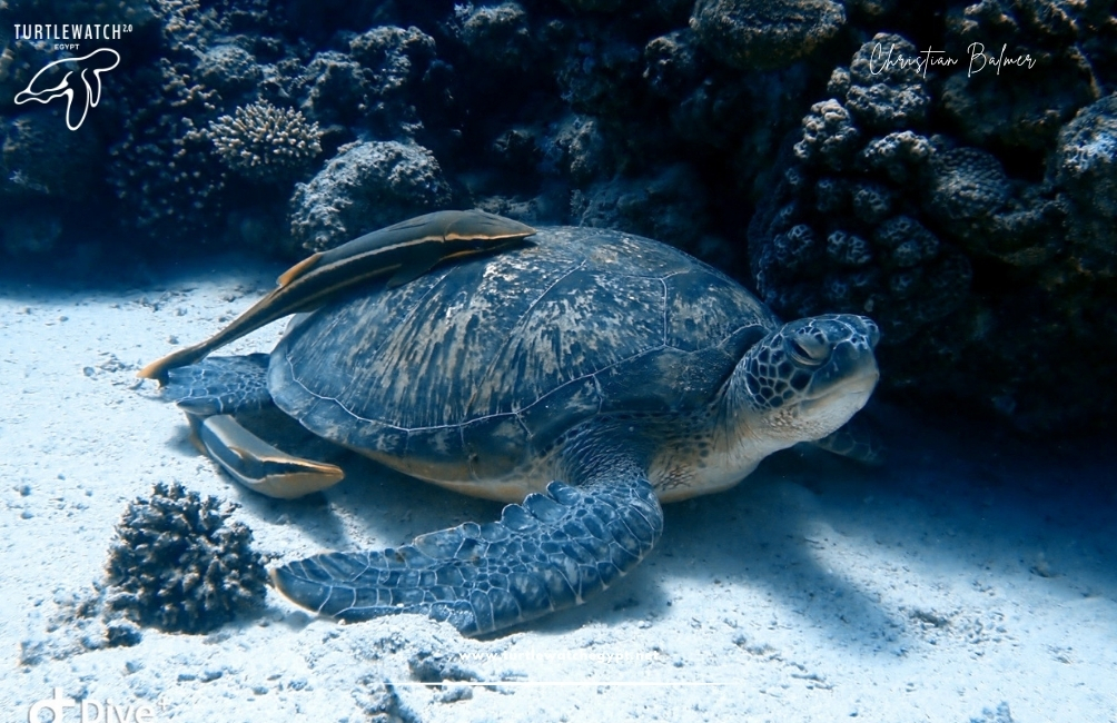 www.turtlewatchegypt.net (8.5 x 5 cm) (5)