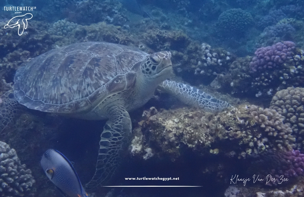 www.turtlewatchegypt.net (8.5 x 5 cm) (6)